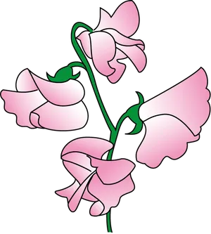 Sweet Pea Flowers Illustration PNG Image