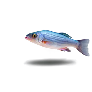 Sweet Small Fish Clipart Png 06292024 PNG Image