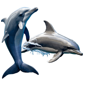 Swimming Dolphins PNG oyb26 PNG