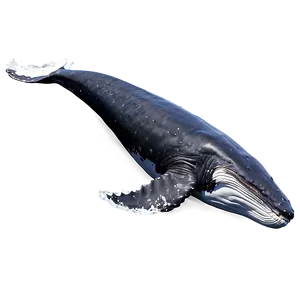 Swimming Humpback Whale Side View Png Goa PNG Image