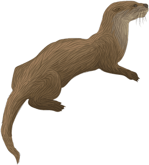 River Otter Clipart - North American River Otter, HD Png Download PNG image with transparent background