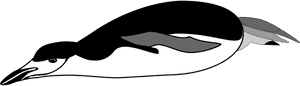 Penguin Swim Png, Transparent Png PNG with transparent background