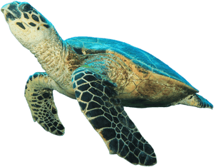 Swimming Sea Turtle Transparent Background PNG image with transparent background