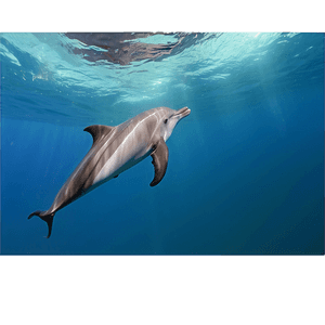 Swimming with Dolphins Experience PNG 3 PNG image with transparent background