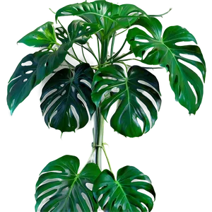 Swiss Cheese Plant Png Ufu PNG Image