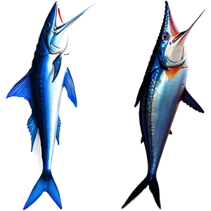 Swordfish Vs Marlin Png 06242024 PNG Image