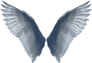White Wings Png Image - Wings Transparent Background, Png Download PNG with transparent background