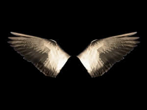 Symmetrical Bird Wingson Black Background PNG image with transparent background
