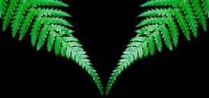 Symmetrical Fern Leaveson Black Background PNG image with transparent background