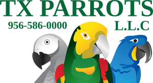 Tx Parrots L C - Parrot PNG image with transparent background