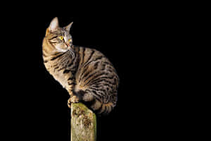 Tabby Caton Post PNG image with transparent background