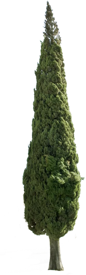 Tall Evergreen Tree Black Background PNG Image