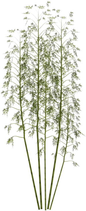 Japanese Bamboo Plant Png, Transparent Png PNG with transparent background