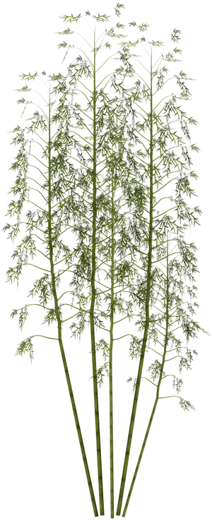 Tall Green Bamboo Cluster PNG Image