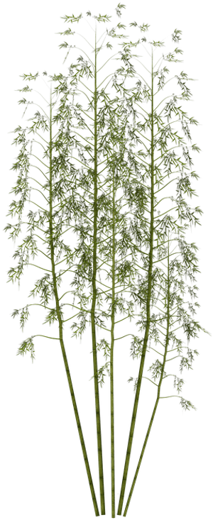Bamboo, Plant, Wellness, Digital Art, Isolated - Japanese Bamboo Plant Png, Transparent Png PNG with transparent background