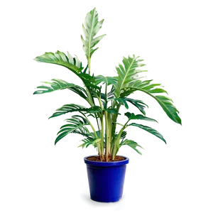 Tall Plant Outline Png Qbg PNG Image