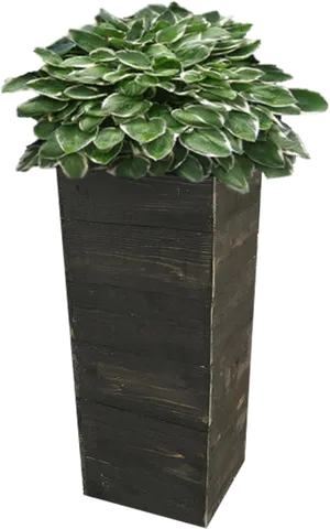 Tall Wooden Planterwith Green Plant PNG Image