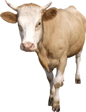 Tan Cow Standing Transparent Background PNG Image