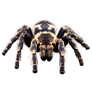 Tarantula Fangs Closeup Png Ixd PNG Image