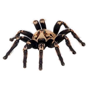 Tarantula In Captivity Png Lxf PNG Image