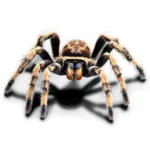 Tarantula Spider Png 06132024 PNG Image