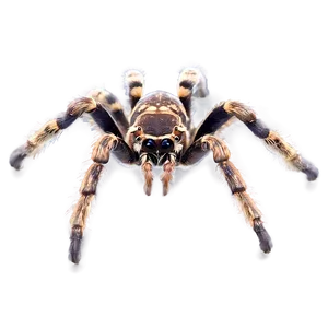 Tarantula Spider Png 51 PNG Image