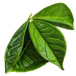 Tea Leaf B PNG Image