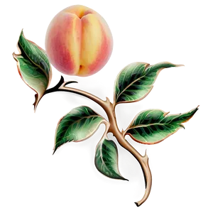 Tender Peach Motif Png Sdw60 PNG Image