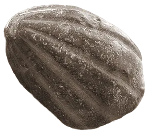 Textured Squash Closeup PNG Image