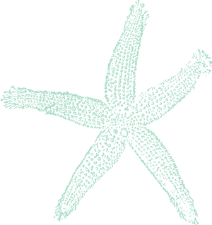 Textured Starfish Clipart Illustration PNG Image