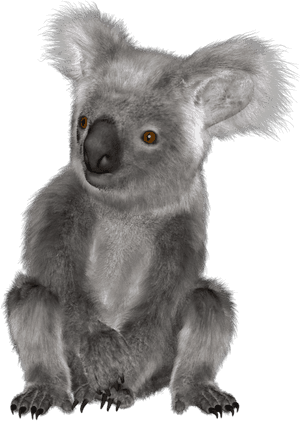 The Newest Koala Stickers On Picsart - Koala PNG image with transparent background