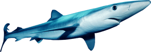 This Png Image - Blue Shark Transparent PNG image with transparent background