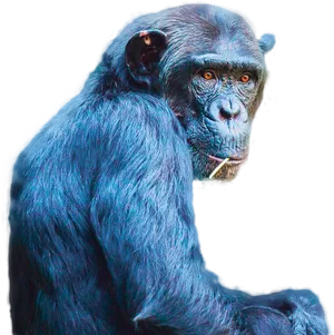 Thoughtful Chimpanzee Portrait PNG Image