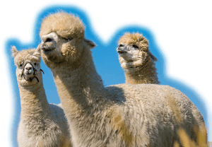 Three Alpacas Blue Sky Background PNG