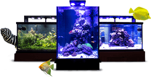 Image Module - Aquarium Lighting, HD Png Download PNG image with transparent background