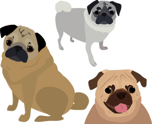 Pug Vector - Pug - Vector Pug Png, Transparent Png PNG image with transparent background