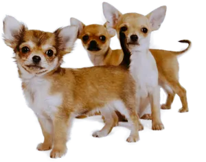 Three Chihuahua Puppies Together PNG Image