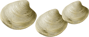Transparent Clams Png - Clams Transparent, Png Download PNG with transparent background