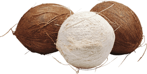 Coconut, HD Png Download PNG image with transparent background