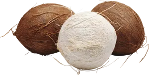 Three Coconuts Isolatedon Background PNG Image