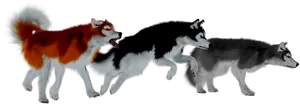 Three Huskies Side View PNG Image