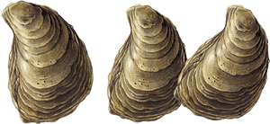 Oysters Transparent , Png Download - Oyster On Transparent, Png Download PNG with transparent background