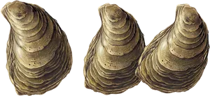 Three Oysters Isolatedon Transparent Background PNG Image