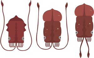 R Deeeepio Artworks Colossal Squid And Giant Squid, HD Png Download PNG