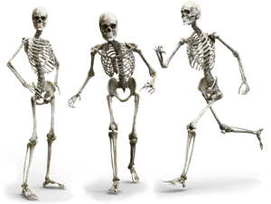 Three Skeletons Posing PNG image with transparent background