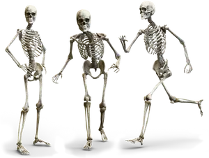 Three Skeletons Posing PNG Image