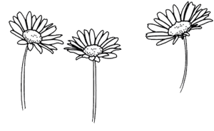#flower #art #flowers #doodle #freetoedit - Flower Drawings Black And White, HD Png Download PNG image with transparent background