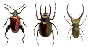 Three_ Species_of_ Beetles_ Showcase PNG Image