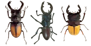 Three Stag Beetles Variety PNG Image