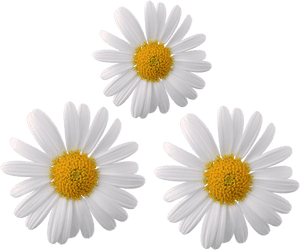 #daisy #flower #flowers #moodboard #galaxy #whiterose - Transparent Daisy Flower Png, Png Download PNG image with transparent background